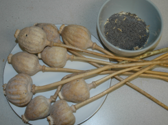 Воронежские полицейские изъяли 2,5 грамма экстракта маковой соломки