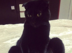 Грустящий под «Осень» ДДТ кот умилил воронежцев 