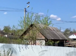 Необычные звуки флирта сняли на видео в Воронежской области 