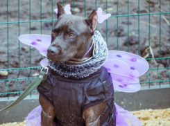 В воронежском парке открылась площадка для выгула и дрессировки собак