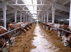 В Воронежской области будут развивать молочную отрасль
