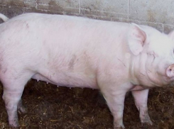 В Воронежскую область успешно завезли 113 племенных хряков