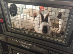 На холоде сидят, и клетки мизерные: воронежцев возмутили ушастые «пленники» в воронежском парке