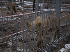 В Воронежский заповедник завезли пару молодых волков из Краснодара