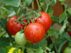 Компания «Томат» решила заморозить свой тепличный проект в Воронежской области