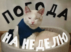 Как успешно промокнуть и замёрзнуть в Воронеже: прогноз погоды на неделю