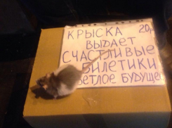 Воронежец зарабатывает на хлеб ручной крысой в центре города