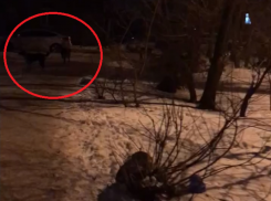 «И что мне теперь, от стаи отбиваться?», — воронежец столкнулся с озлобленными бездомными собаками