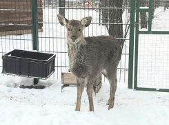 Ростовчане поделились с воронежским питомником малышом-милашом 