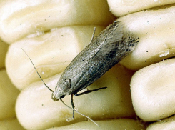 Воронежских школьников в очередной раз кормили крупой с насекомыми