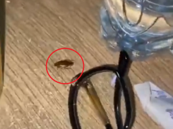 Облздрав прокомментировал тараканий апокалипсис в воронежской больнице 