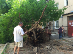 В центре Воронежа упавший клен разбил домик охранника и автомобили