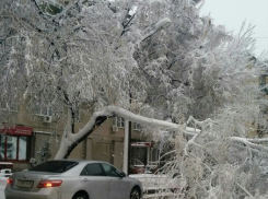  В центре Воронежа упало несколько деревьев на машины