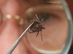 Воронежцев в лесах вновь стали атаковать клещи и комары