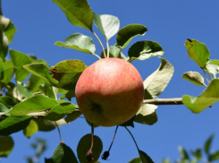 Липецк очень щедро заплатит любому воронежцу, решившемуся помочь со сбором яблок 