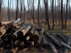 В Воронежской области мужчина вырубил 18 дубов и увез их на грузовике