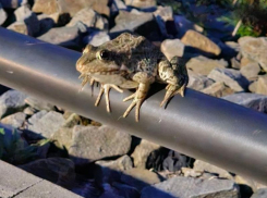 Царевну-лягушку встретили на воронежском мосту