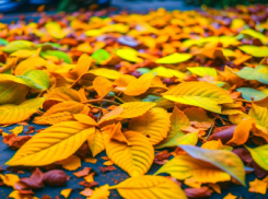 Беда для дворников, мечта для садоводов 