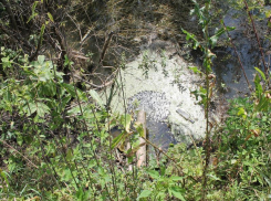 Уничтоженное русло воронежской реки наглядно показали общественники