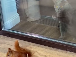 Пушистая опасность со спины попала на видео в Воронеже