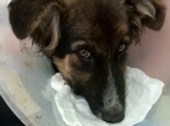 «Зрелище страшное»: в Воронеже волонтеры спасают щенка с оторванной челюстью