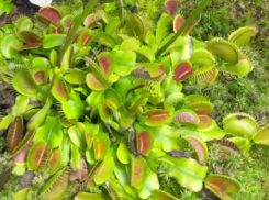 Зеленая хищница готовится к зимней охоте в Воронеже