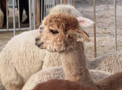 30 альпак за 21 млн рублей продают в Воронежской области 