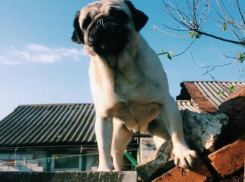 В Воронеж приедут ветеринары со всей России