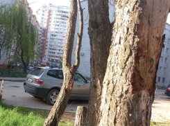 Новое покушение на Северный лес Воронежа заинтересовало главу Следственного комитета
