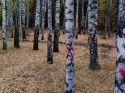 Стало известно, что означают красные кресты на деревьях в Северном лесу