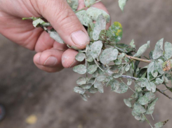 Асфальтобетонный завод обвинили в пылевом апокалипсисе под Воронежем