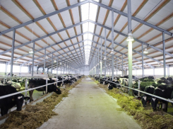 В Воронежской области молочный комплекс в Староникольском увеличивает производство молока (ФОТО)