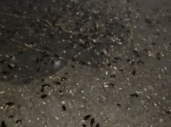 Полчища тараканов и крыса за Воронежской синагогой попали на видео