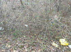 Район около Северного леса в Воронеже беспощадно завалило мусором