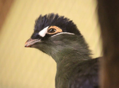 В Воронежском зоопарке имени Попова новым жильцом стал синехохлый турако