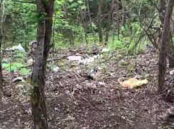 За зеленым фасадом Воронежа обнаружили неприглядную натуру и равнодушие чиновников