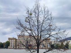 Приказали долго жить: молодые деревья засохли на глазах у воронежских экологов 