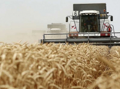 Первый миллион тонн зерна аграрии собрали с полей Воронежской области