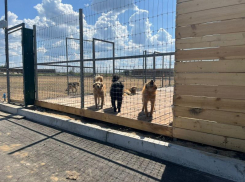 Благотворительность или корысть: что скрывается за переездом воронежского приюта «Дора»