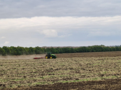 Назван прогноз урожая зерновых на воронежских полях