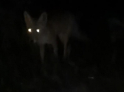 Нечто с горящими глазами попало на видео в Воронеже