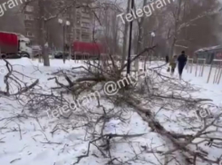Суровая погода привела к падению дерева возле школы в Воронеже