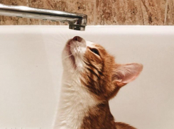 В каких домах не будет горячей воды на предстоящей неделе в Воронеже 