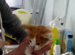 Воронежские зоозащитники пытаются спасти котят от «чумки» 