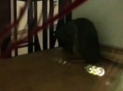 Крысу, занятую личной гигиеной, сняли на видео в воронежском общепите