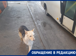 Новый пес-путешественник: по воронежским маршруткам опять скитается собака