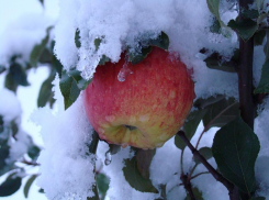 Воронежские аграрии окончательно остались без рекордной страховки в 204 млн рублей