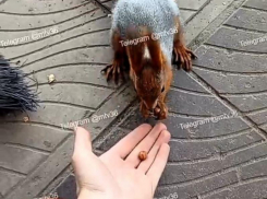 Чудеса дружбы показала воронежская белка Наташа