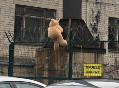 Медведя, запутавшегося в колючей проволоке, сфотографировали у воронежского парка «Динамо»