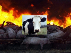 Россельхознадзор: воронежские фермеры разводят коров и не жалуются